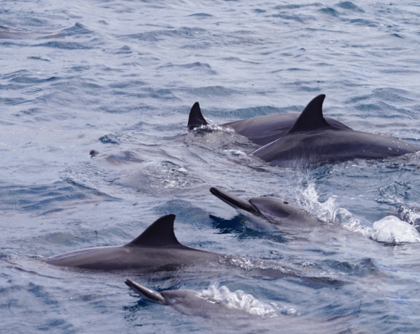 模里西斯旅遊推薦-南部追海豚
