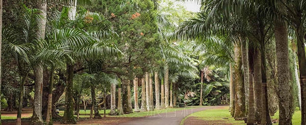 模里西斯旅遊-Ambre resort-植物園
